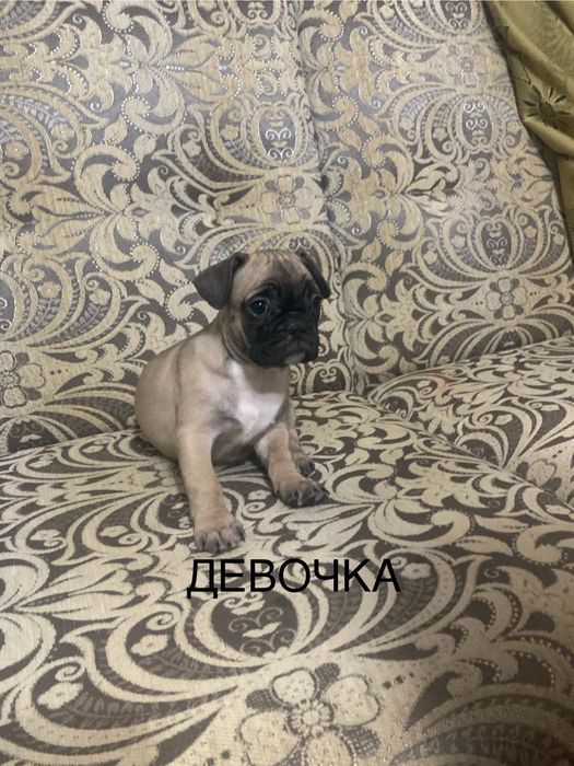 Щенки французского бульдога