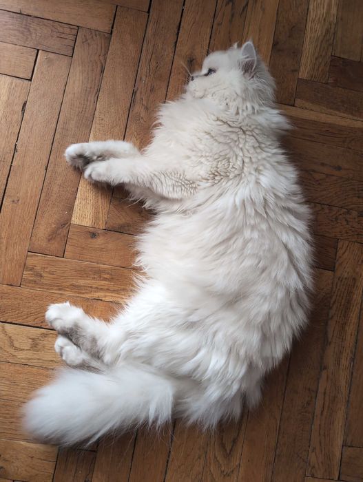 Мъжки котарак за Разплод