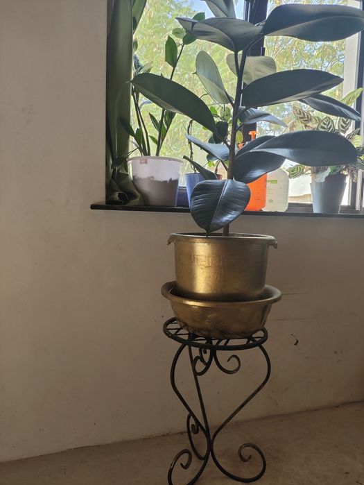 Фикус черный принц с подставкой