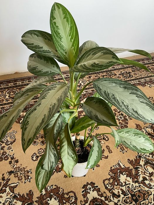 Продам цветы в горшках