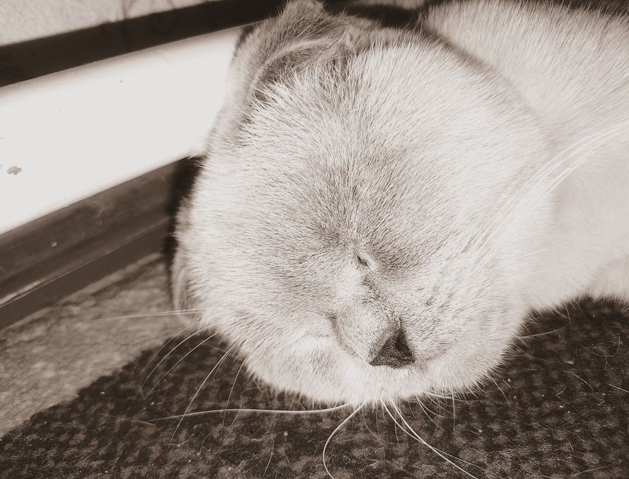 Mushuk "Scotish Fold" sotiladi