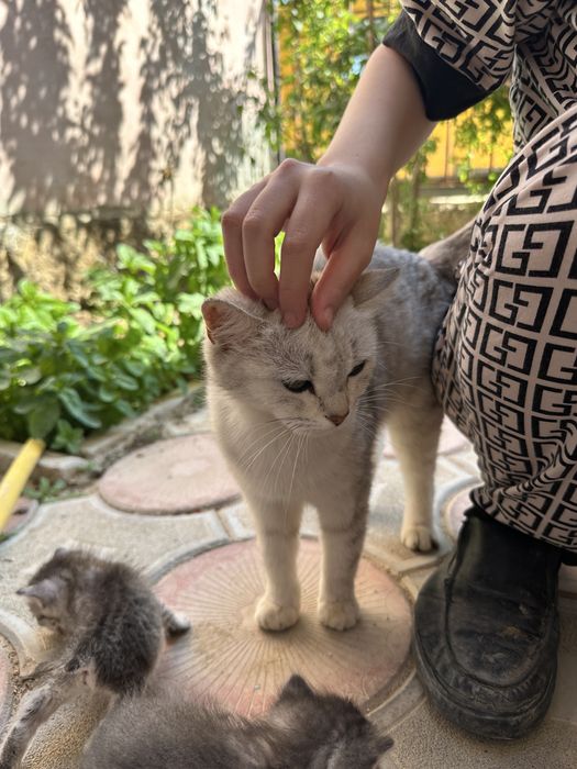 Кошка Мысық Мысык Актау