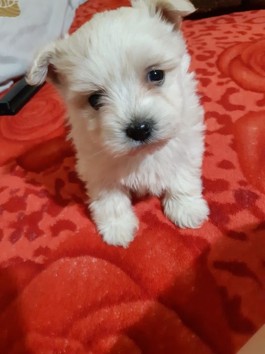 Catelus bichon maltez