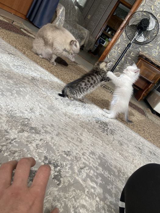 Отдам котят в хорошие руки