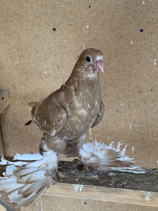 Продам голубей