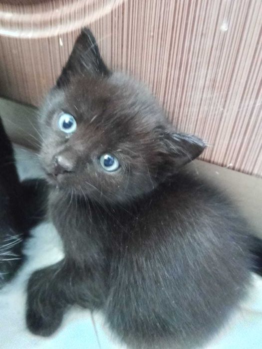 Отдам котят в добрые руки