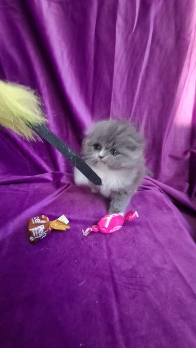 Шотландская фолд