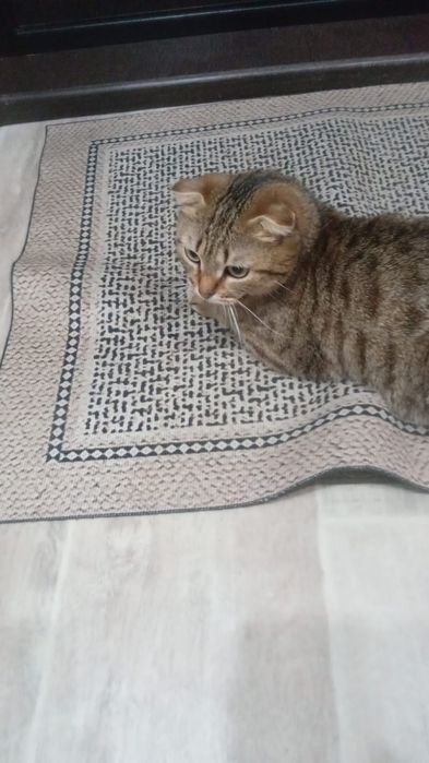 Кошечка в добрые руки