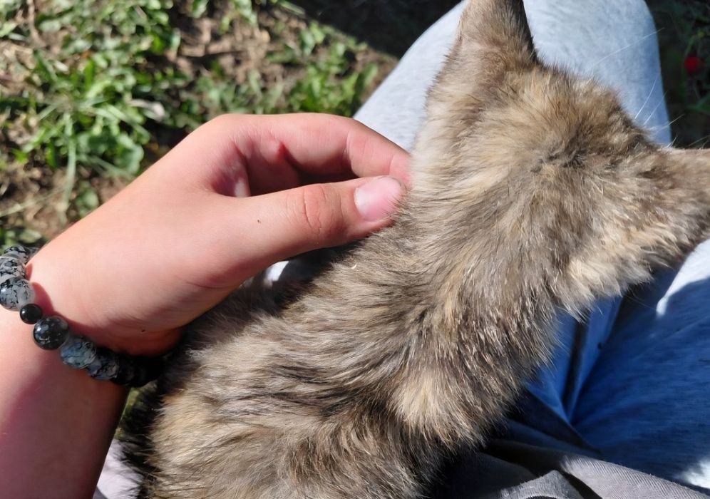Отдам котенка девочку