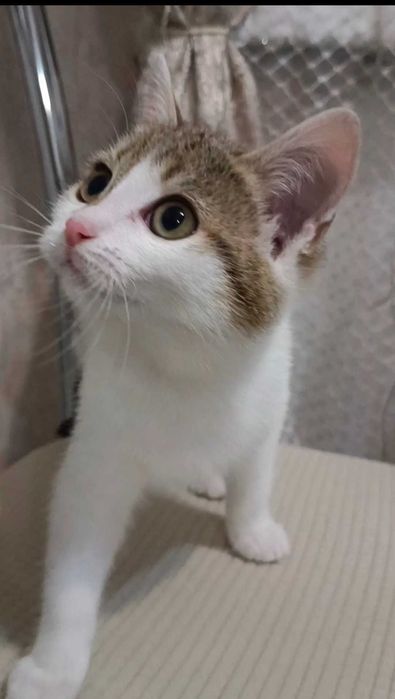 Отдам красивого котенка