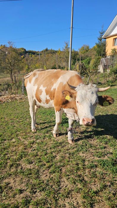 Vaca de vânzare