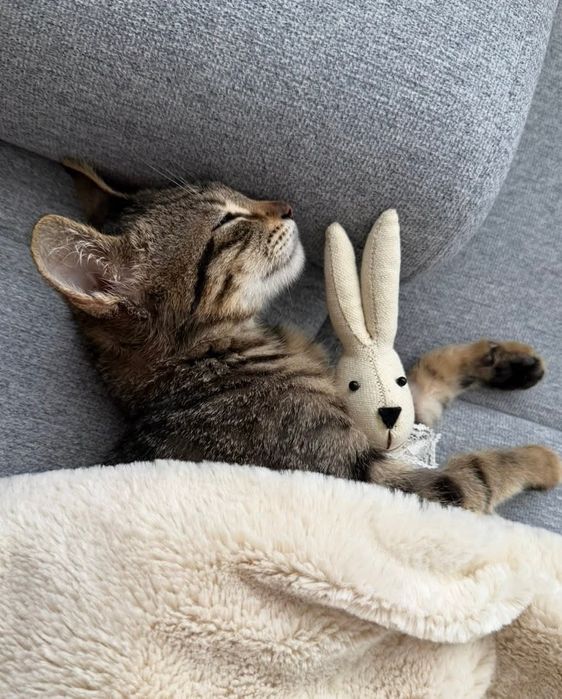 Малко коте търси своя дом