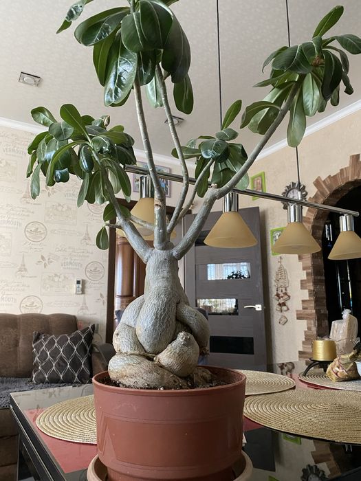 Адениум цветы 10000