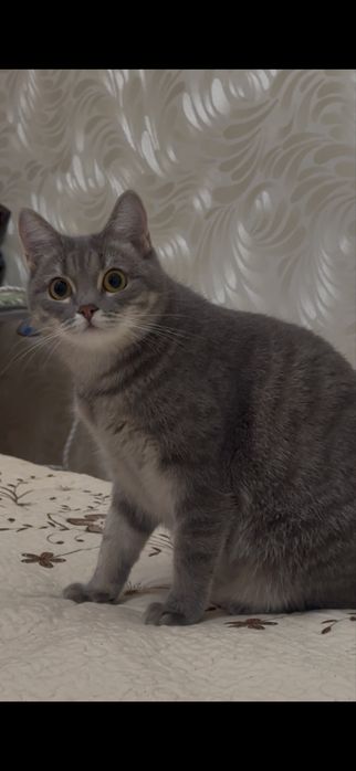Отдам бесплатно кошку
