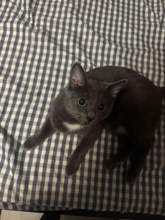 Бесплатно отдам котенка