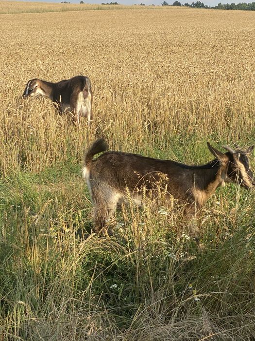 Capre de vanzare