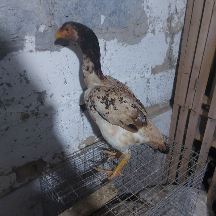 Шамо курочка 1год