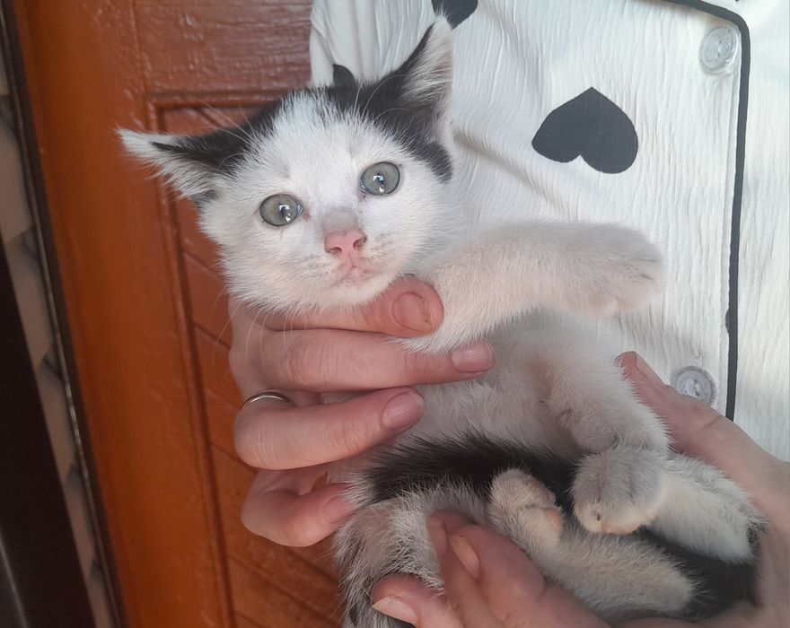 Отдам котят в добрые руки