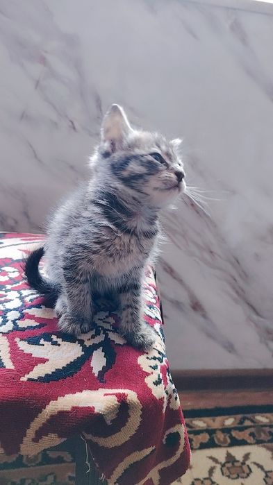 Отдам котёнка в хорошие руки, очень ласковая