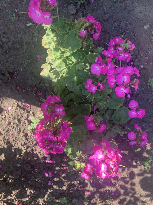 Цветы из сада разных оттенков