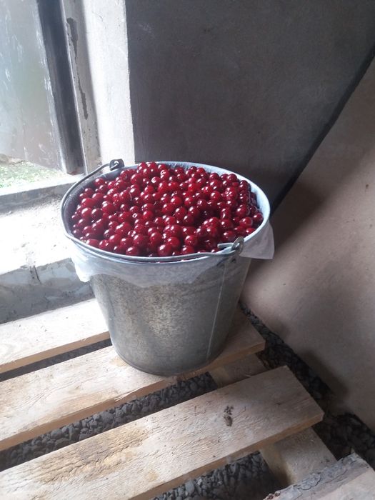 Продам вишню ягоду