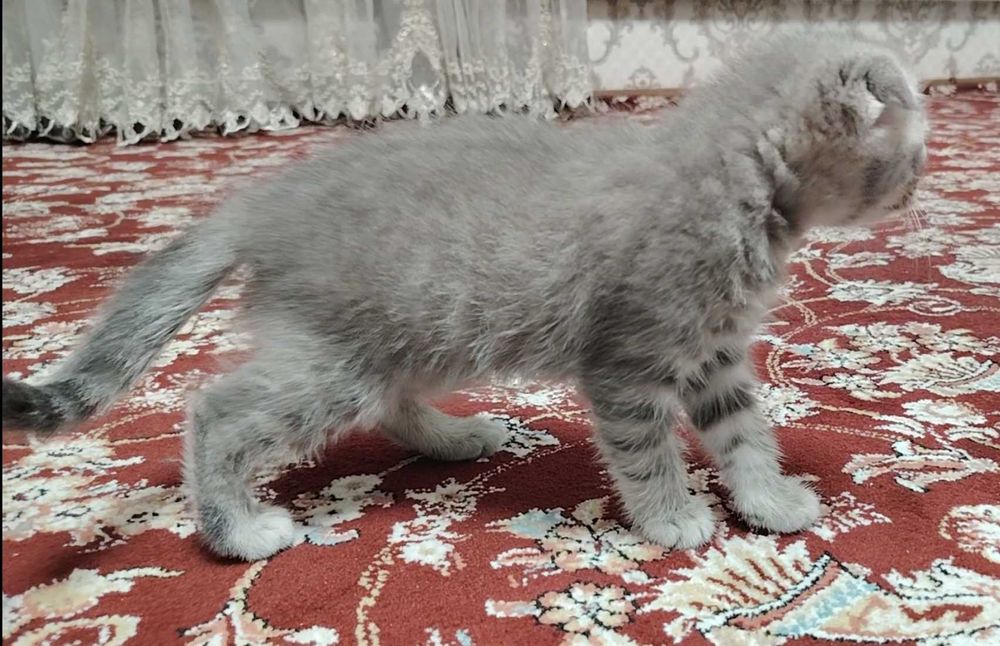 Шотландка фолд 2 ойлик