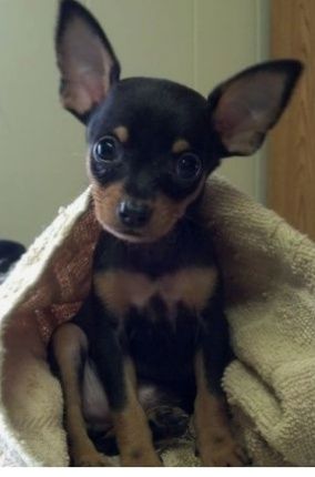 Продам мини тойтерьера щенка