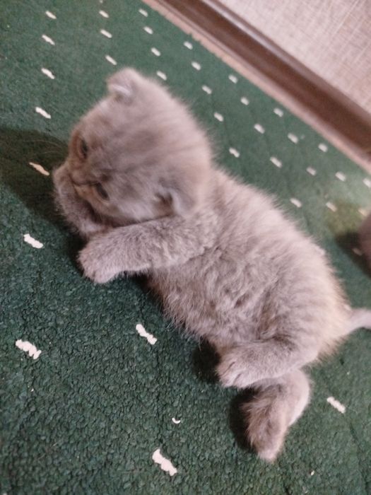 Zoti.   Skottish fold