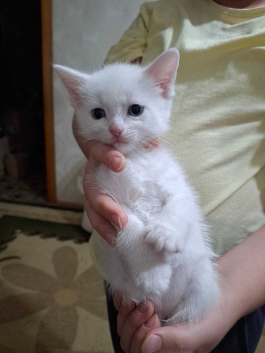 В добрые руки котята