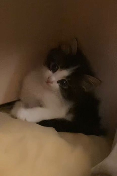 отдам в добрые руки