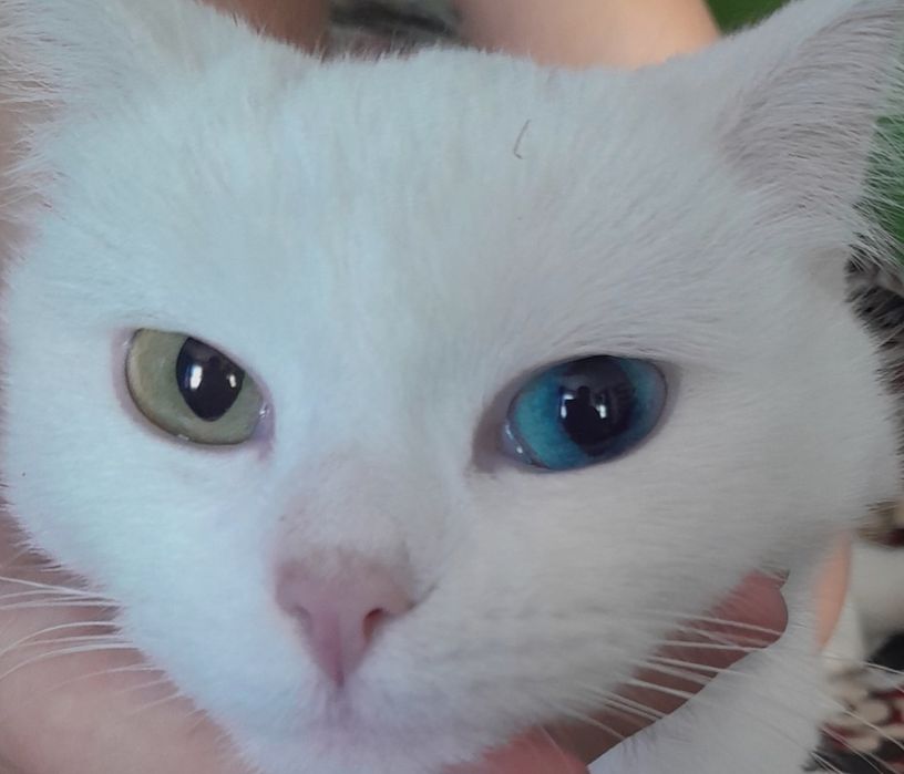 Продам кошечку Као-мани