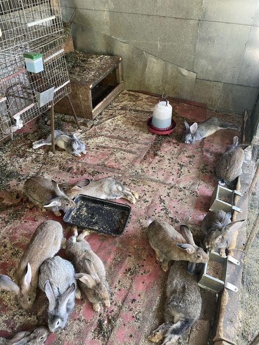 Iepuri metisi de 6 luni, 1,5–2 kg, 100 lei bucata