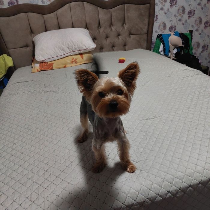 Йоркширски териер