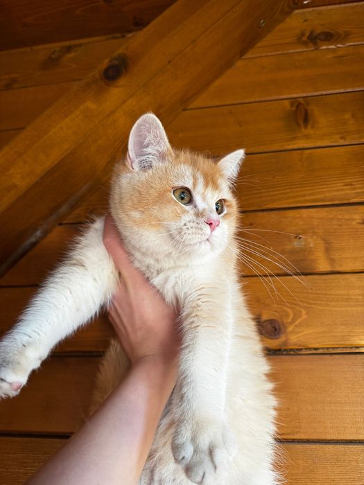 Британски котенца