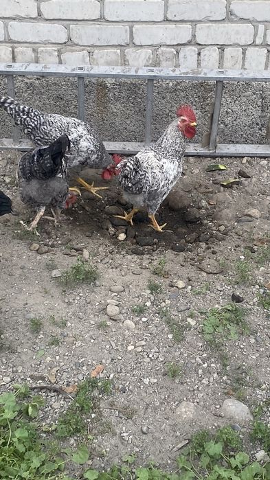 Продам петухи разные парода