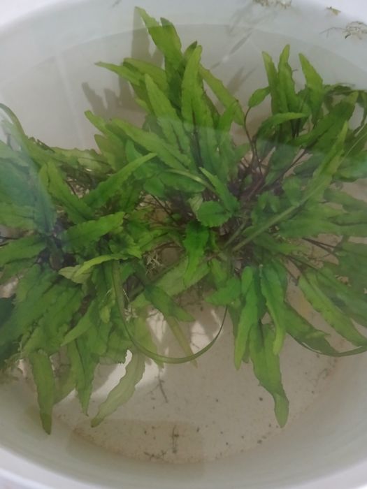 Криптокорины  2 шт остались