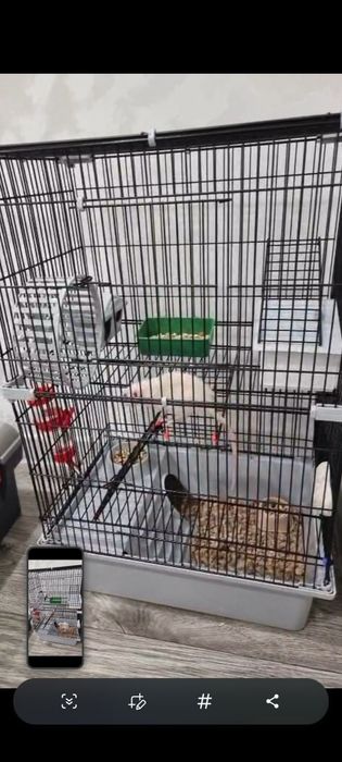 Продам 3 крыс девочек с клеткой в одни руки