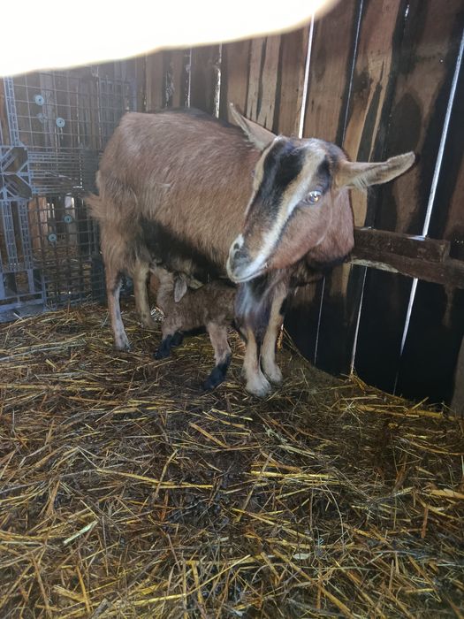 2 capre fătate cu ied