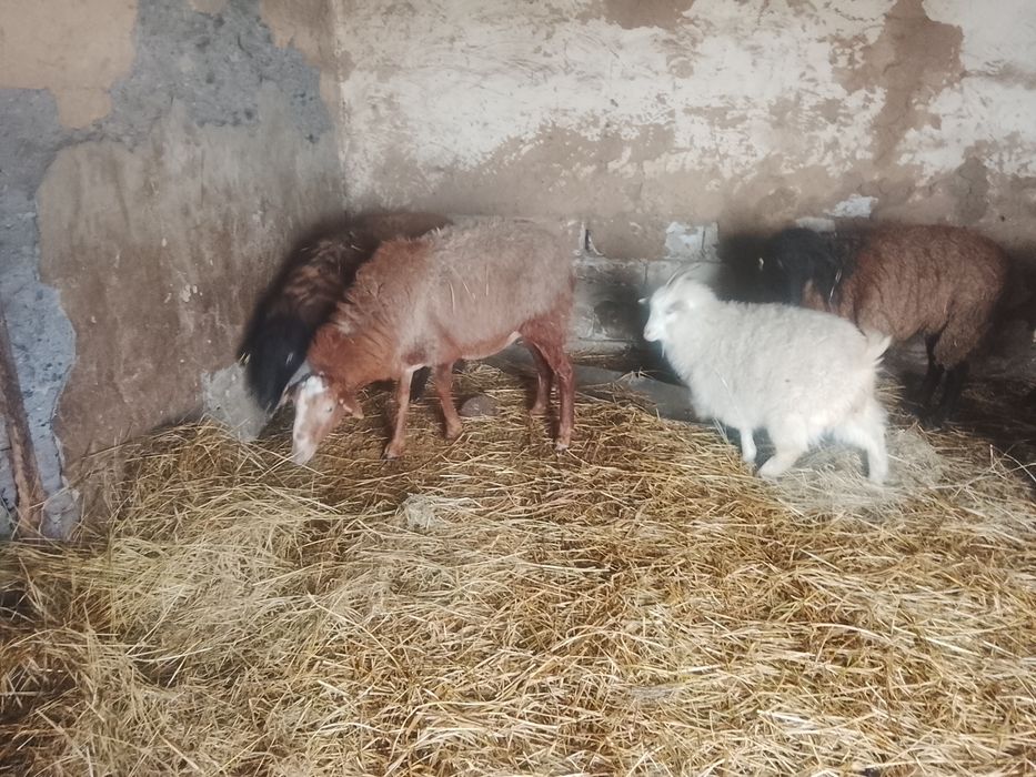 Баран хороший вариант