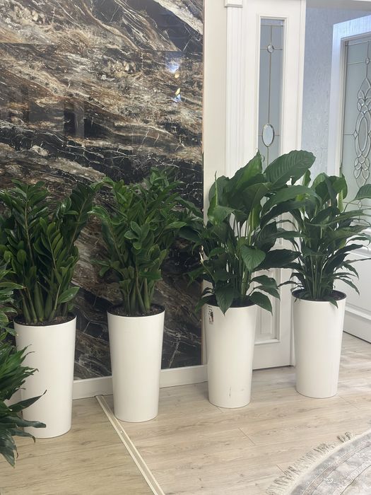 Растения оптом и в розницу по лучшей цене для офисов в горшках