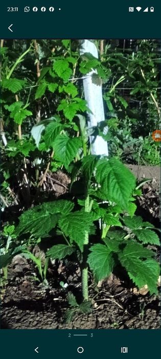 Малина отростки для посадки