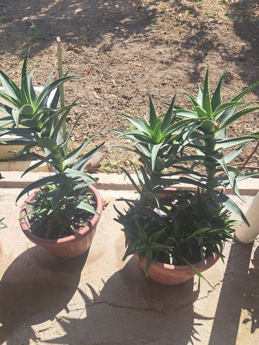 Honaki dekorotiv va dorivor gullar