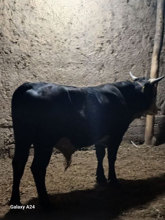 Assalamu aleykum buqlar sotiladi Qozoqston buqlari