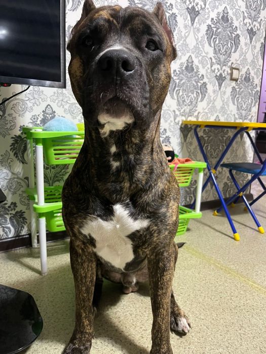 Отдаем бесплатно американский стафорд