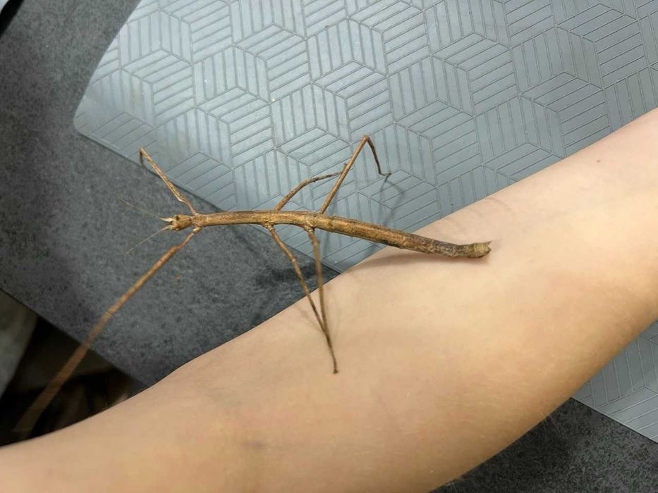 Пръчици - насекоми