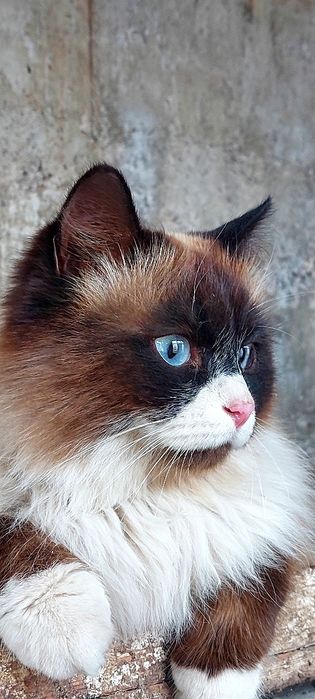 Продам ragdol кошка