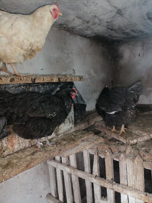 Яйца инкубационные разных пород
