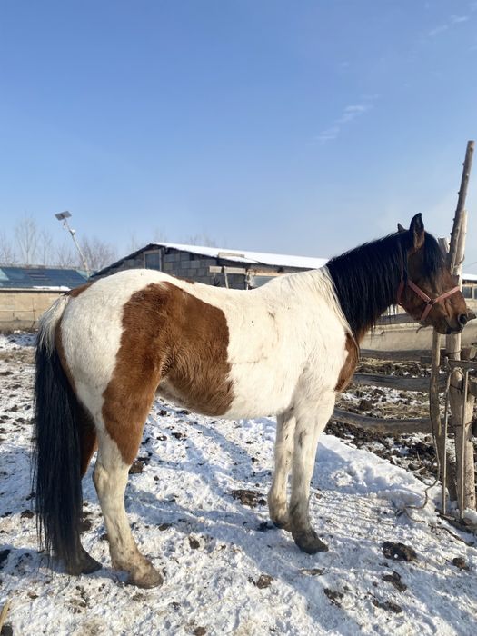 Ат,жылқы,соғым,лошадь