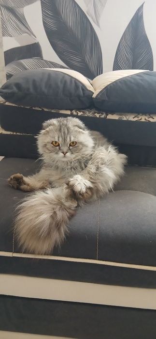 Продается кот шотландской породы