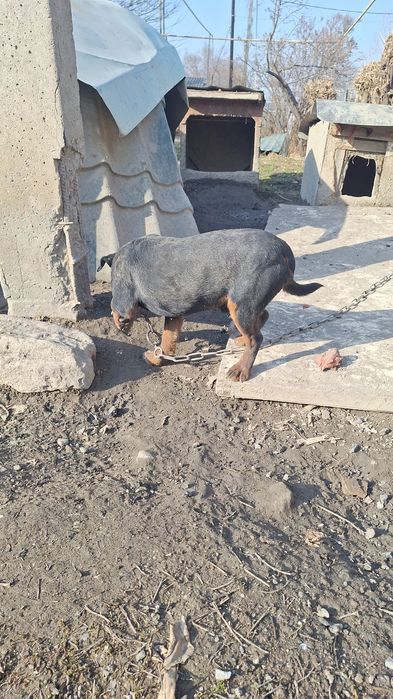 Ягдтерьер,  кобель 3 года